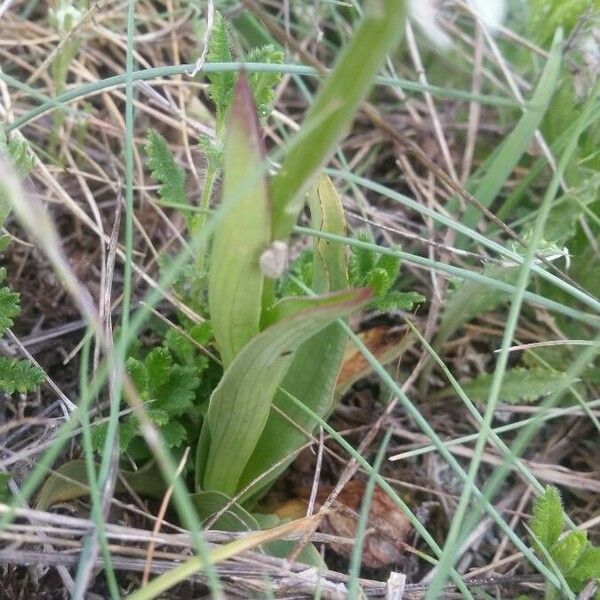 Neotinea ustulata Feuille