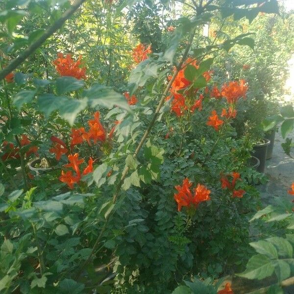 Tecomaria capensis Flower