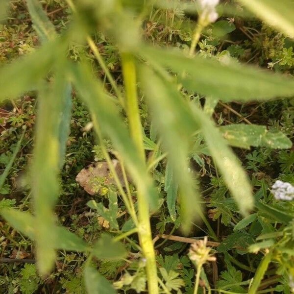 Trifolium strictum Casca