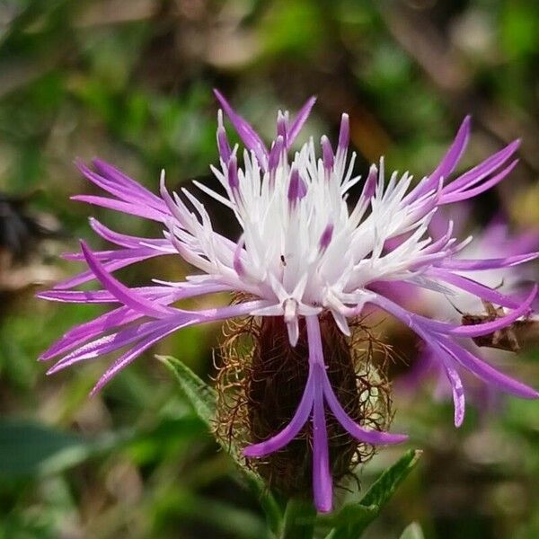 Centaurea pectinata Цветок