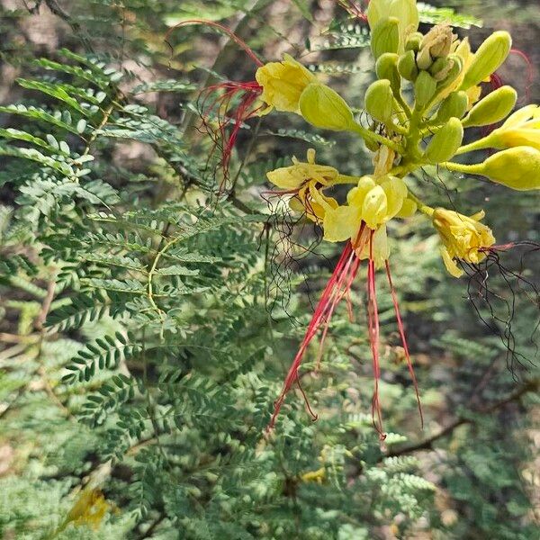 Caesalpinia gilliesii Fleur