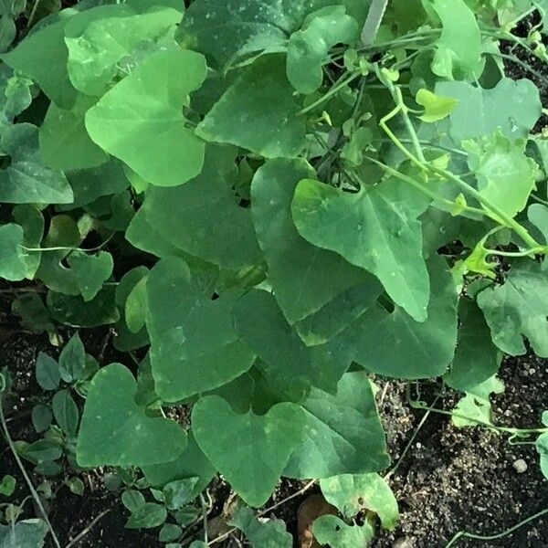 Aristolochia littoralis Облик