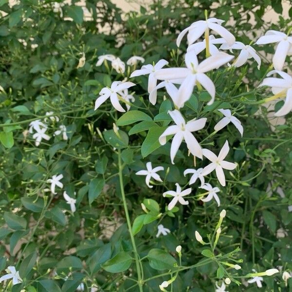 Jasminum grandiflorum 花