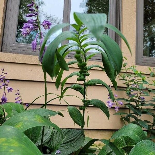 Polygonatum biflorum Foglia