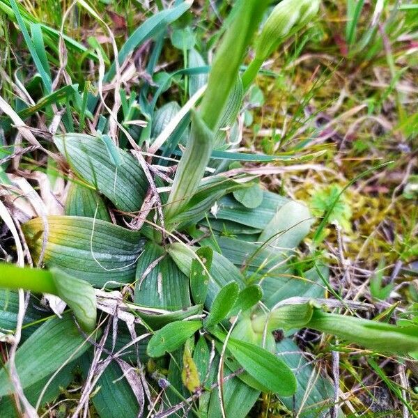 Ophrys sphegodes পাতা