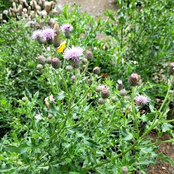 Cirsium arvense Autre