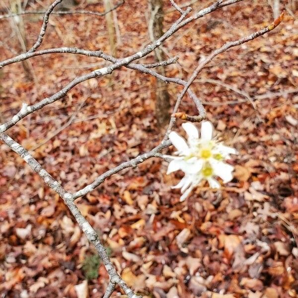 Amelanchier arborea 花