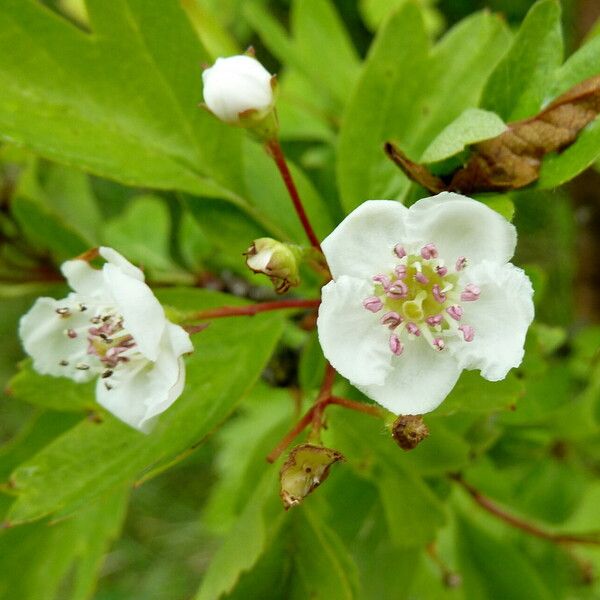 Crataegus monogyna Flower