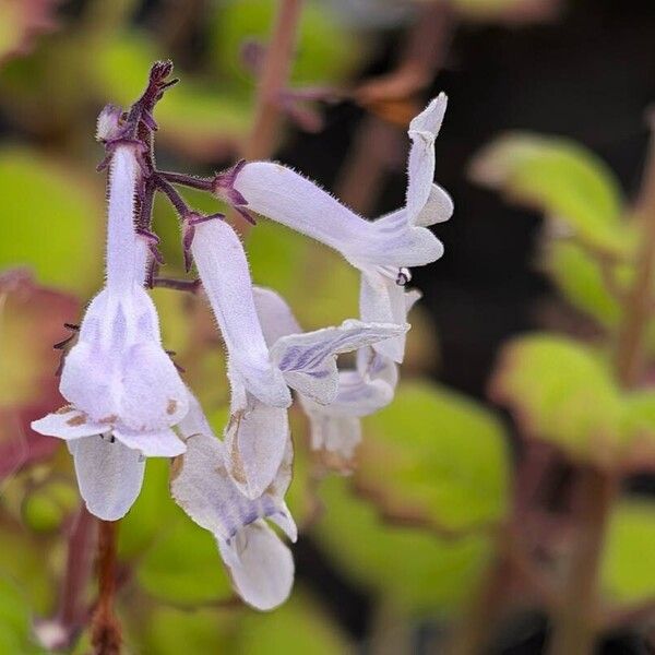 Plectranthus ernstii Lorea