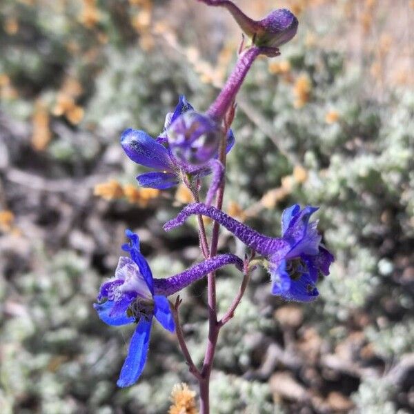 Delphinium nuttallianum Квітка