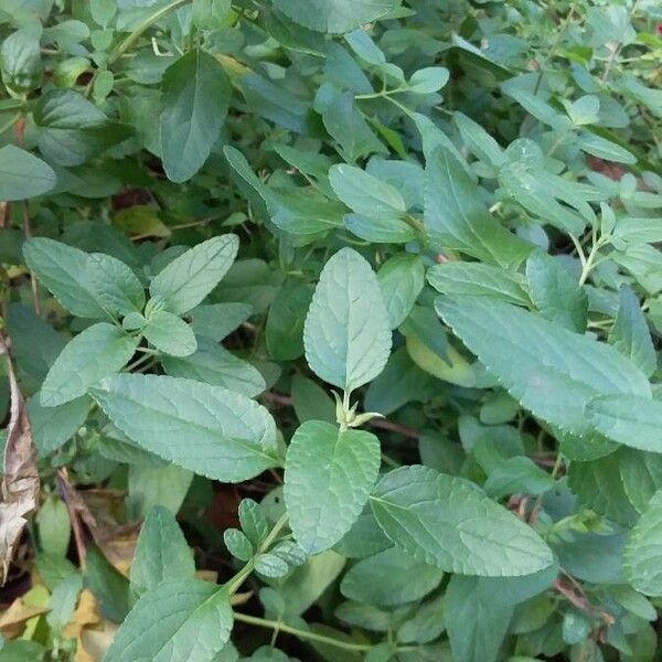 Salvia microphylla Foglia