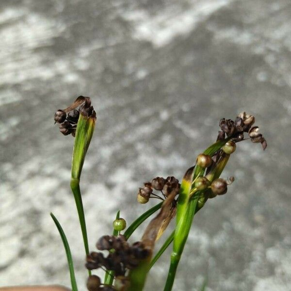 Sisyrinchium micranthum Fruit