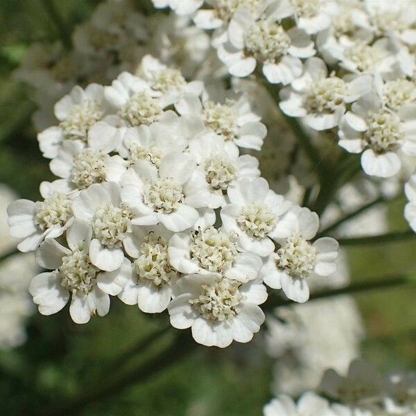 Achillea odorata 花