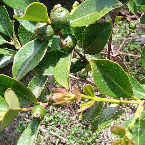 Psidium guineense Fruit