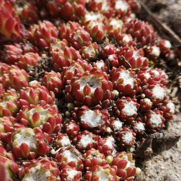 Sempervivum arachnoideum Цветок