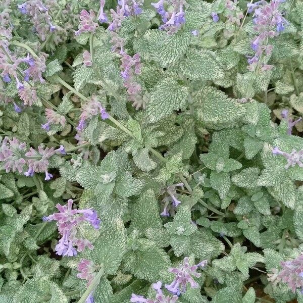 Nepeta racemosa Habit