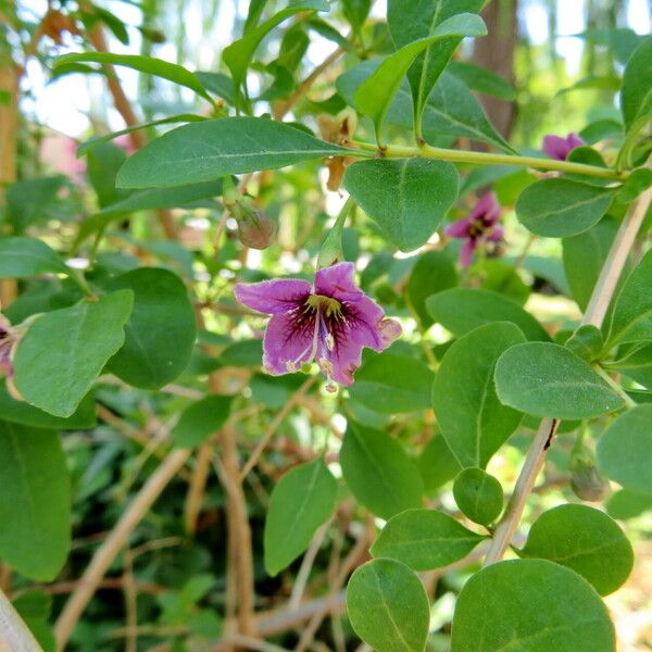 Lycium barbarum Habit