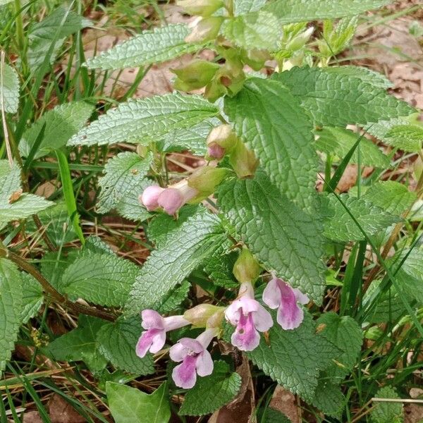 Melittis melissophyllum Natur