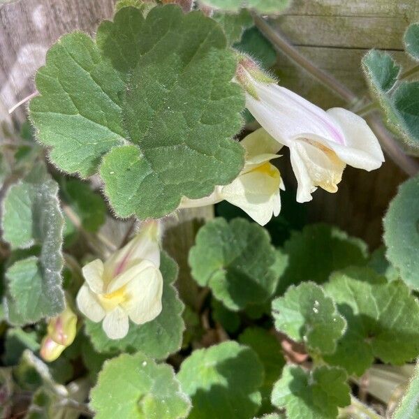 Asarina procumbens Blomst