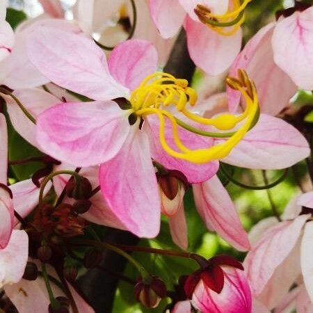 Cassia javanica Цвят