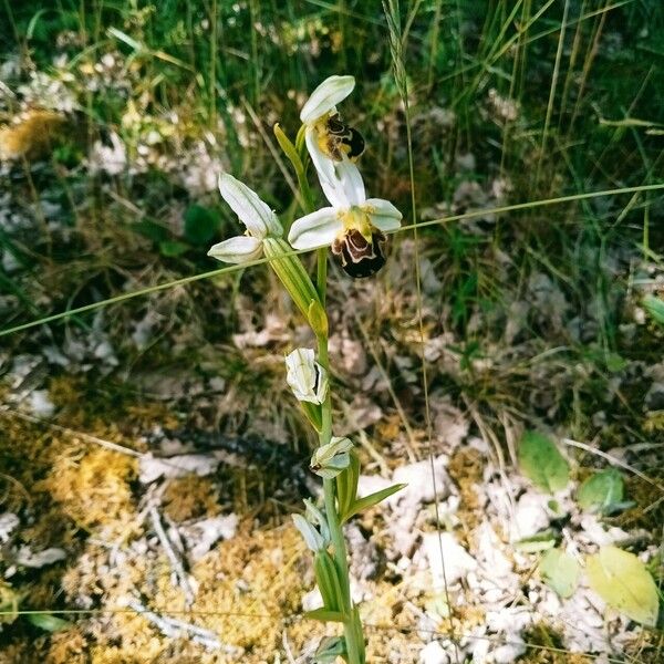 Ophrys apifera Virág