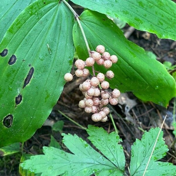 Maianthemum racemosum Fruitua