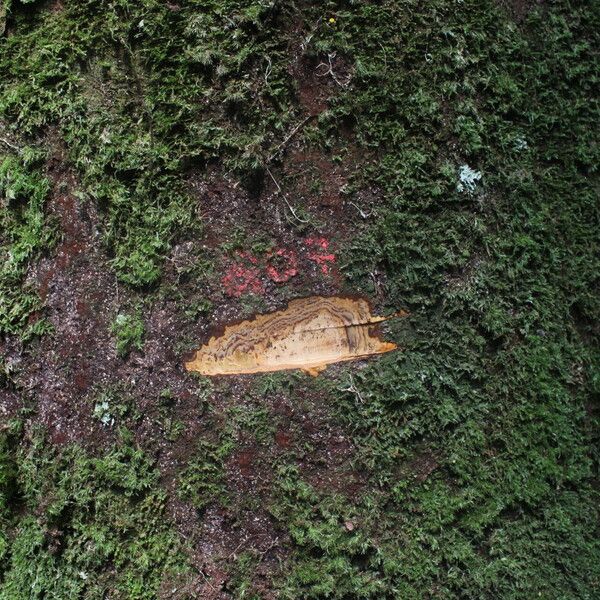 Celtis mildbraedii Bark