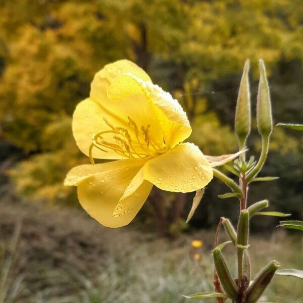 Oenothera glazioviana Flor