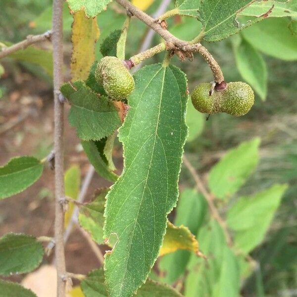 Grewia flavescens Ліст