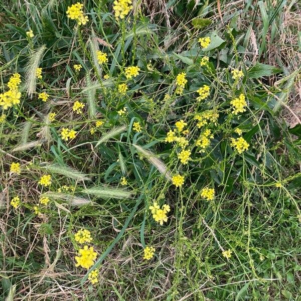 Rapistrum rugosum Flower