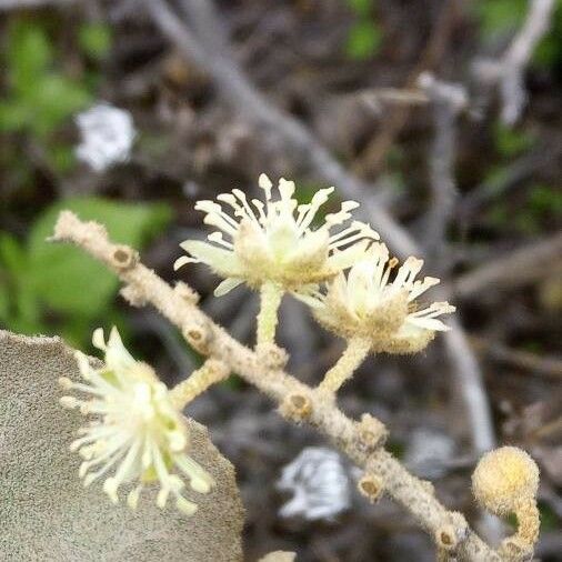 Croton flavens फूल