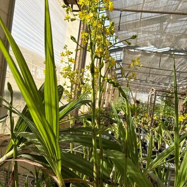 Cyrtopodium andersonii Feuille