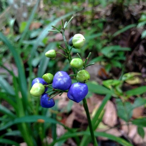 Dianella ensifolia Ovoce