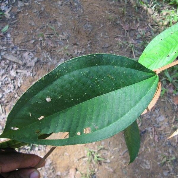 Miconia elata Leaf