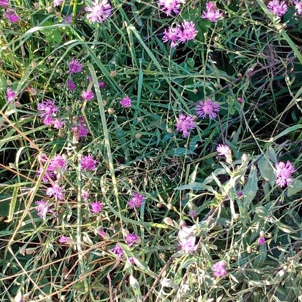 Centaurea jacea Hábito