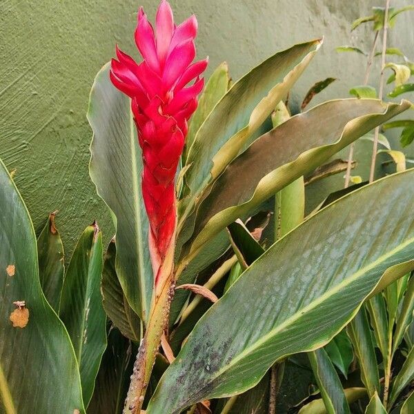 Alpinia purpurata പുഷ്പം