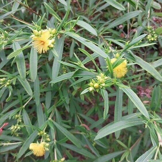 Hypericum prolificum Blomma