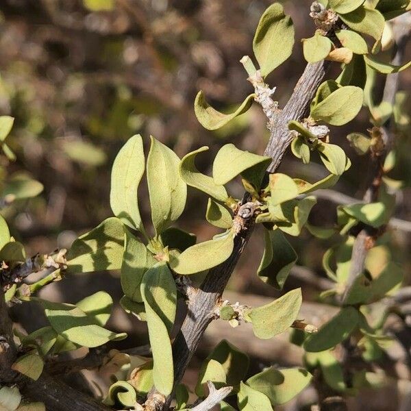 Pyrostria phyllanthoidea Листок