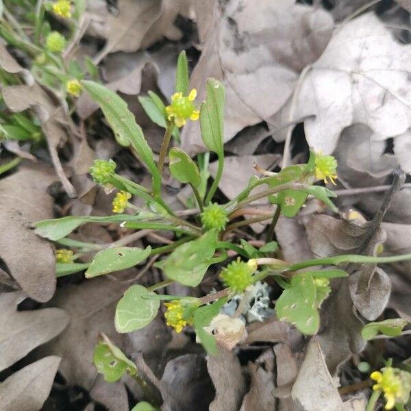 Ranunculus ophioglossifolius Flors