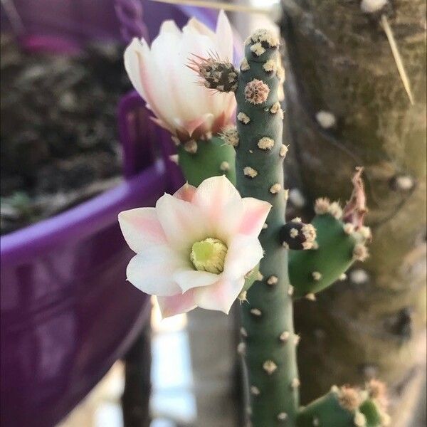 Salmonopuntia salmiana Flower