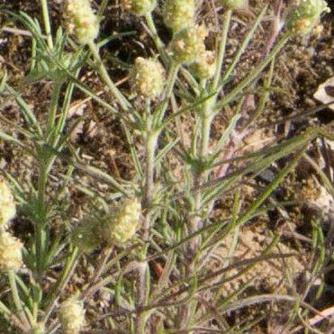 Plantago indica Flower