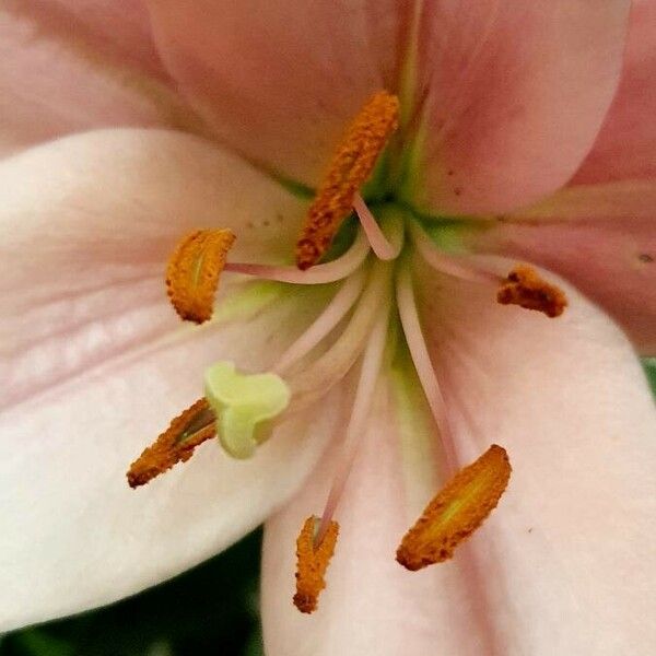 Lilium candidum फूल