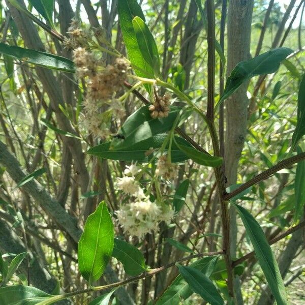 Baccharis punctulata Flor