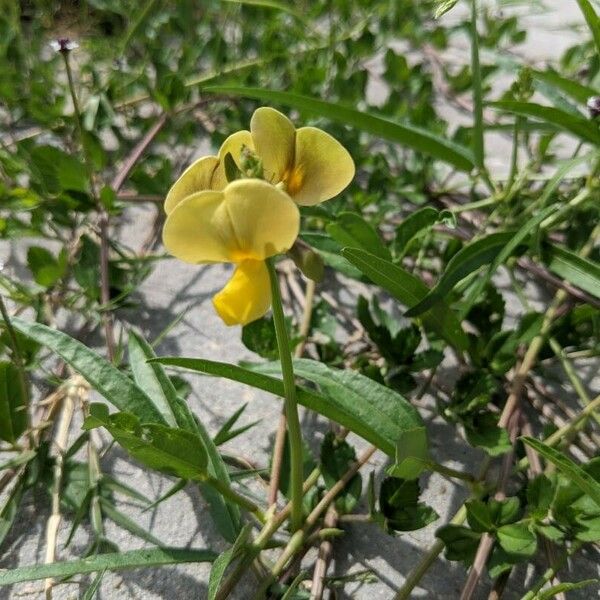 Vigna luteola Fiore