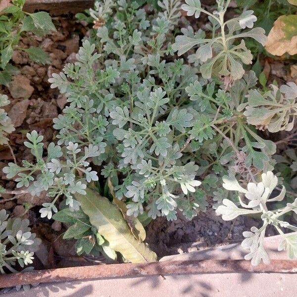 Artemisia stelleriana Yaprak