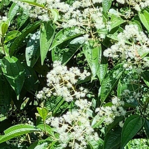 Miconia laevigata Flor