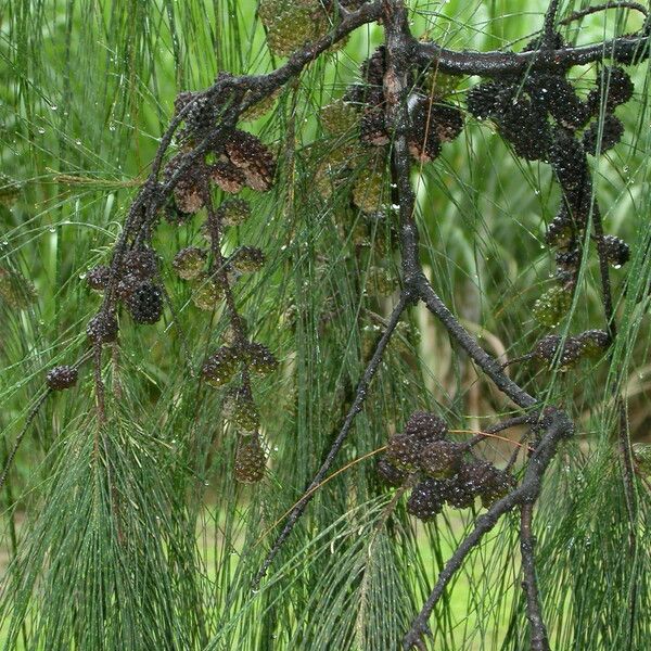 Casuarina equisetifolia Deilen