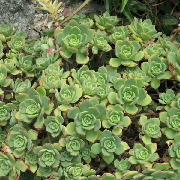 Aeonium valverdense عادت داشتن