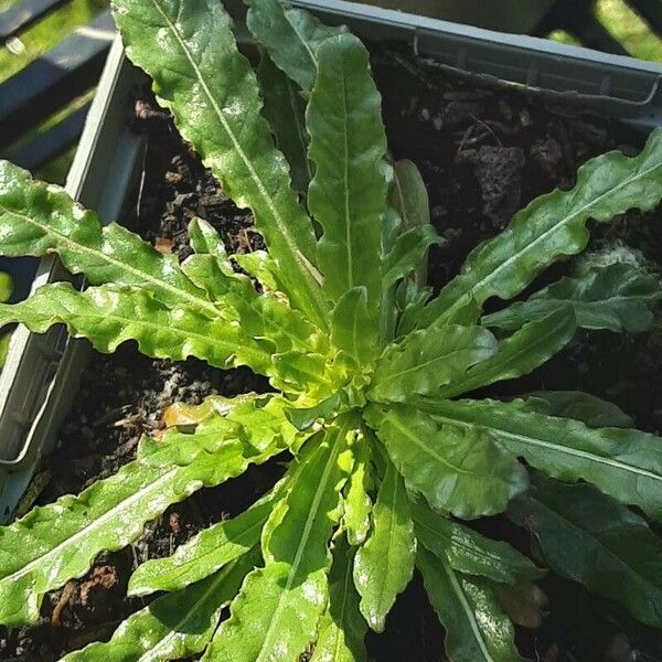 Reseda luteola ഇല