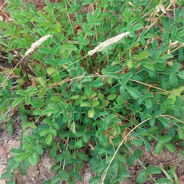 Poterium sanguisorba Leaf